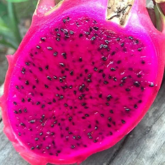 Pitaya Fruit Seeds for Planting Pink -Heirloom & Non-GMO Seeds