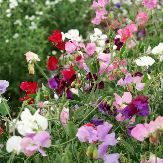 Sweet Pea Seeds - Royal Mix