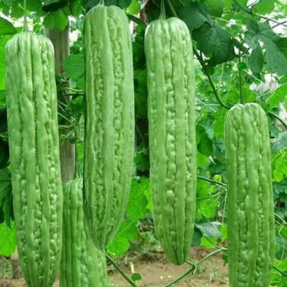 Chinese Bitter Melon Seeds for Planting - heirloom & Non GMO Seeds