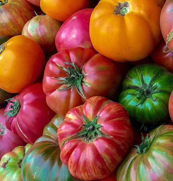 Mixed Color Beefsteak Tomato Solanum lycopersicum for planting in home garden