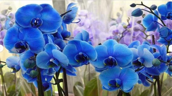 Organic Sky Blue Orchid Flower Seeds for Planting – Fresh, Heirloom, Non-GMO Seeds