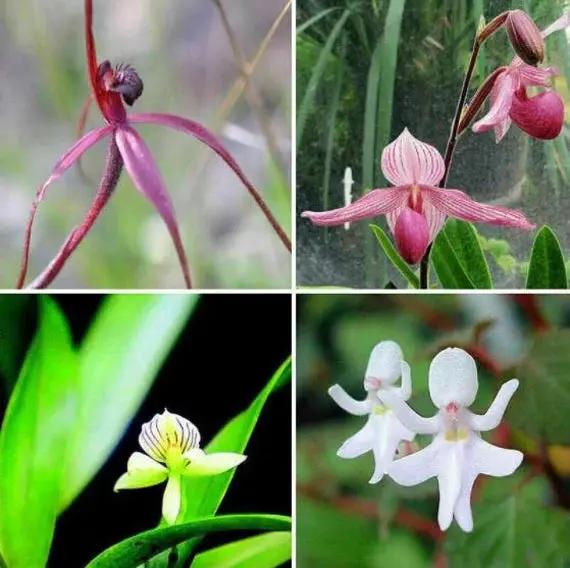 Baby Face Orchid Flower Seeds for Planting, NON GMO Seeds Dhara Seeds
