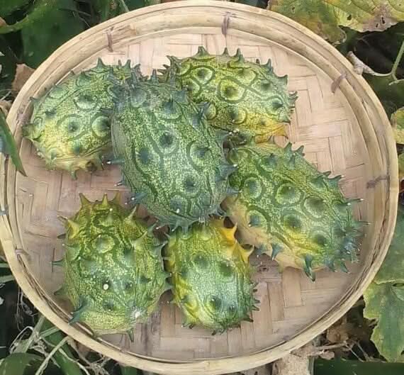 Jelly Melon Seeds for Planting