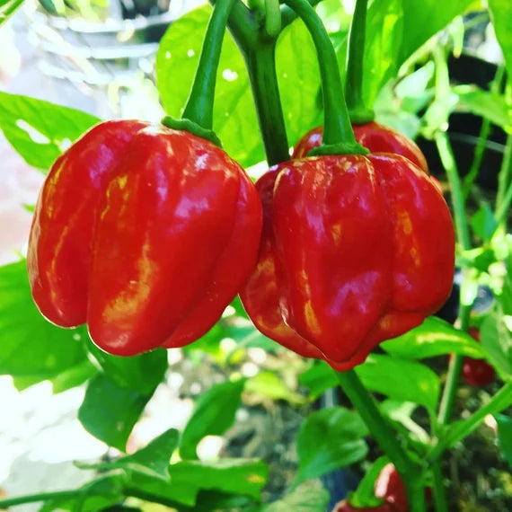 Capsicum Chinense Seeds Antilles Caribbean Hot Pepper Seeds for Planting in Tropical Gardens