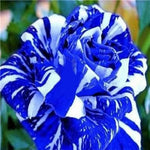 Tiger Stripe Blue Rose Seeds for Planting – Heirloom, Non-GMO Flower Seeds for Gardens - Stripe for planting in home garden