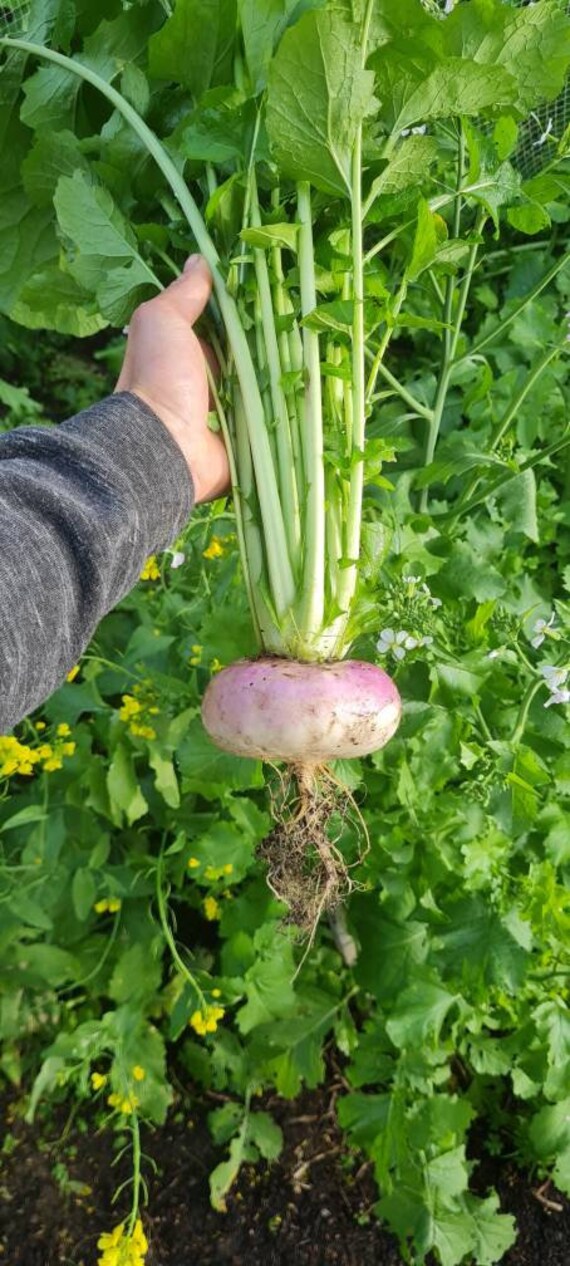 Turnip Purple Plepop Brassica rapa vegetable seeds for planting in kitchen garden or backyard gardening