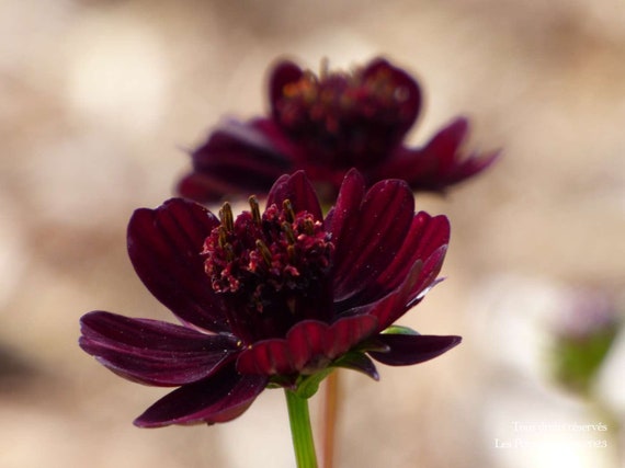 Cosmos atrosanguineus Flower Seeds for Planting – Black Magic Variety