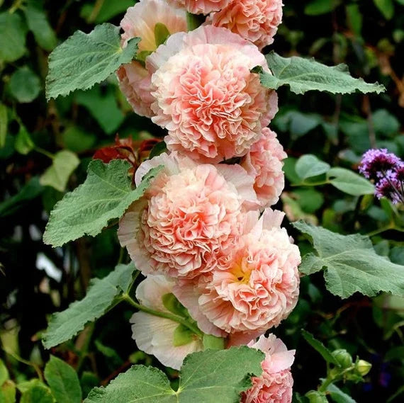 Double Orange Hollyhock Alcea rosea , Flowering Seeds For Planting