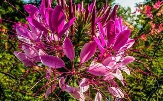 Pink Spiny Spiderflower Seeds for Planting, NON GMO Seeds Dhara Seeds