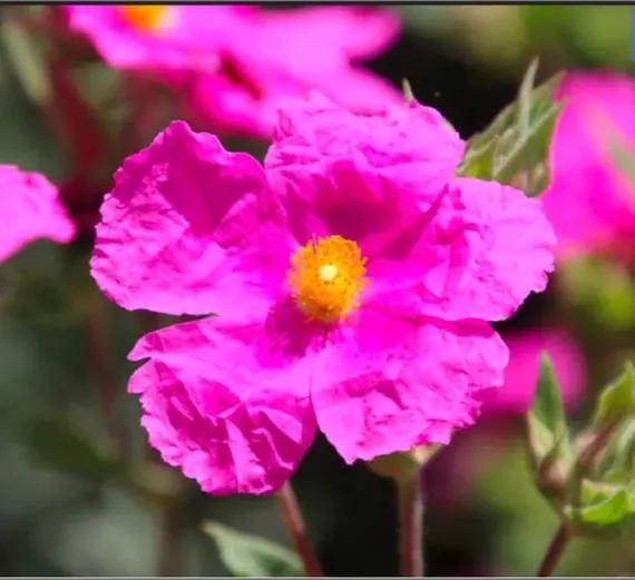 Cistus Creticus (Rockrose) Flower Seeds for Planting - NON GMO Seeds Dhara Seeds