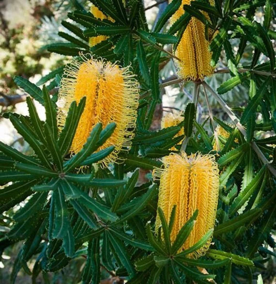 Yellow Banksia Plant Seeds, Heirloom, Non-GMO Seeds for Planting
