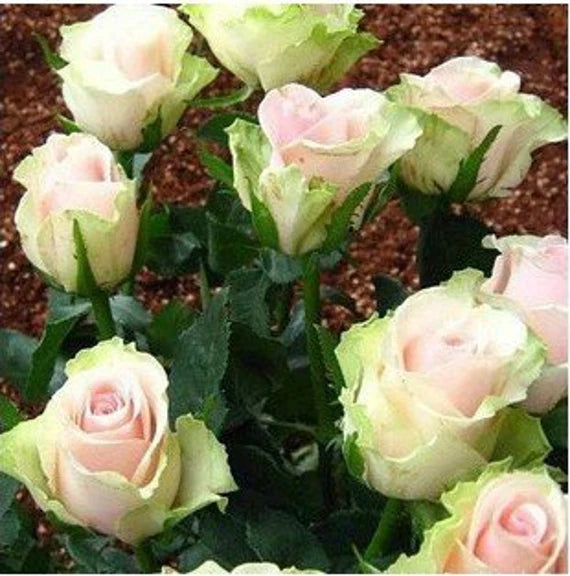 Green Pink Rose Heirloom Seeds for Planting - Non-GMO Garden Seeds for Your Home Garden