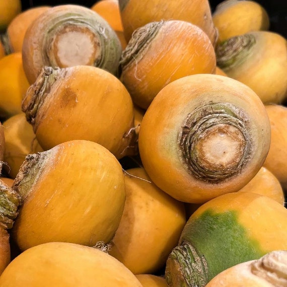 Turnip Brassica rapa Golden Globe vegetable seeds for planting in backyard garden or kitchen garden