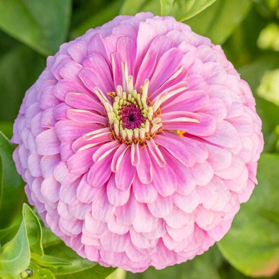 Zinnia Seeds - Luminosa