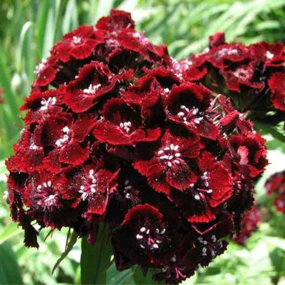 Sweet William Seeds - Dunetti