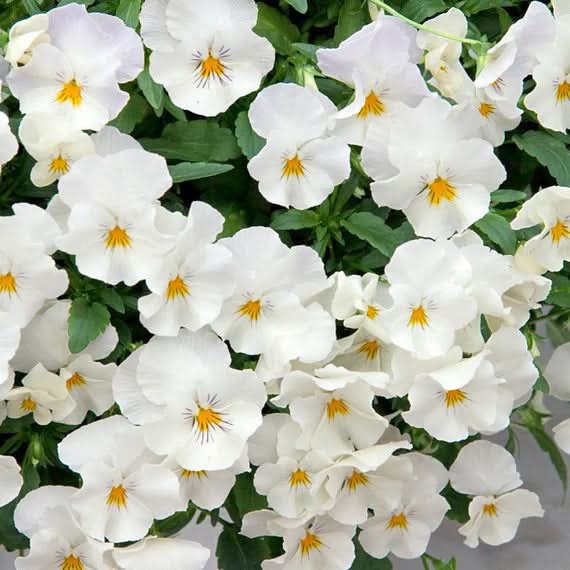 Heirloom Non-GMO Pansy Flower Seeds for Planting – Colorful Cool-Season Blooms
