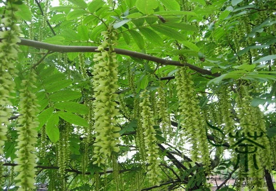 Pterocarya Stenoptera Plant Seeds for Planting - 100