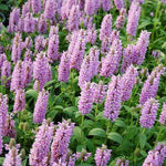 Nepeta Parnassica Plant Seeds for Planting 100 seeds for planting in home garden
