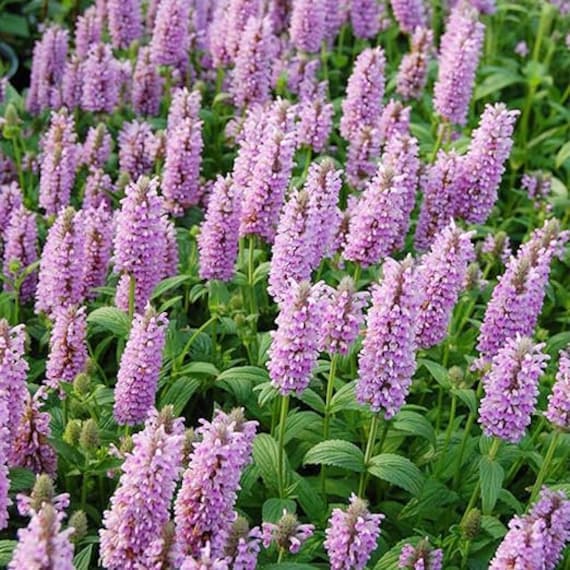 Nepeta Parnassica Plant Seeds for Planting 100 seeds for planting in home garden