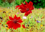 Red Coreopsis Flower Seeds for Planting - NON GMO Seeds Dhara Seeds
