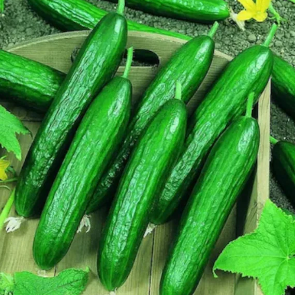 Beit Alpha Cucumber Vegetable Seeds for Planting - Heirloom & Non-GMO Garden Seeds