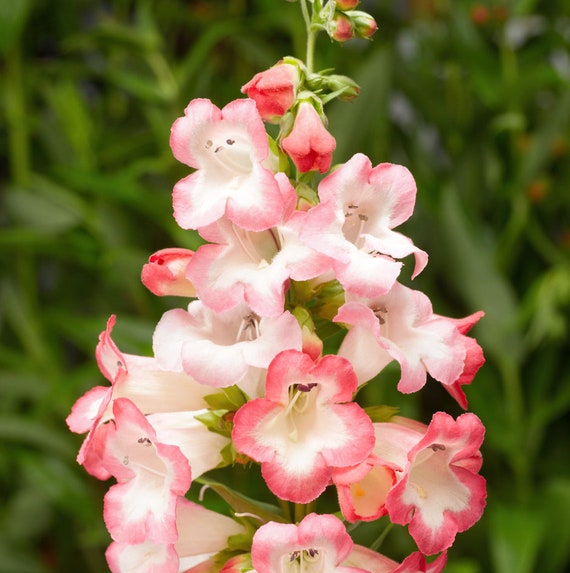 Pink Penstemon Flower Seeds for Planting - 100 seeds for planting in home garden