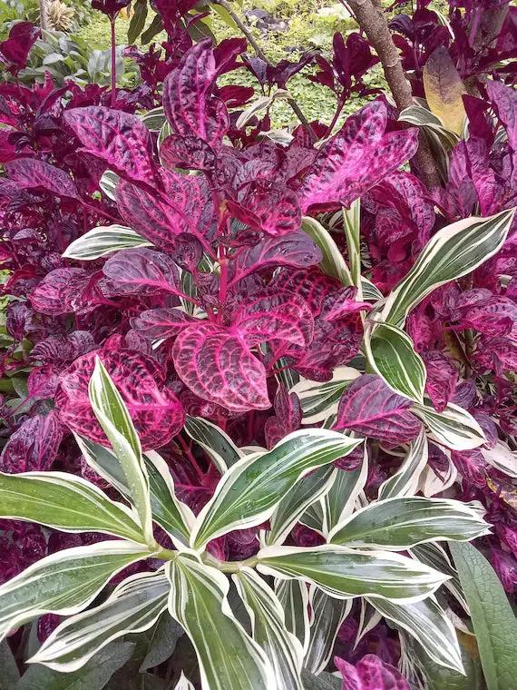 Purple Iresine Planting Seeds for Garden NON GMO Seeds Dhara Seeds