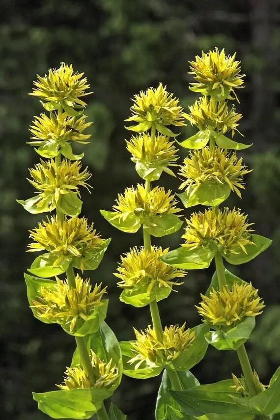 Yellow Gentian Flower Seeds for Planting - NON GMO Seeds Dhara Seeds