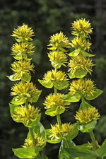Yellow Gentian Flower Seeds for Planting - NON GMO Seeds for planting in home garden