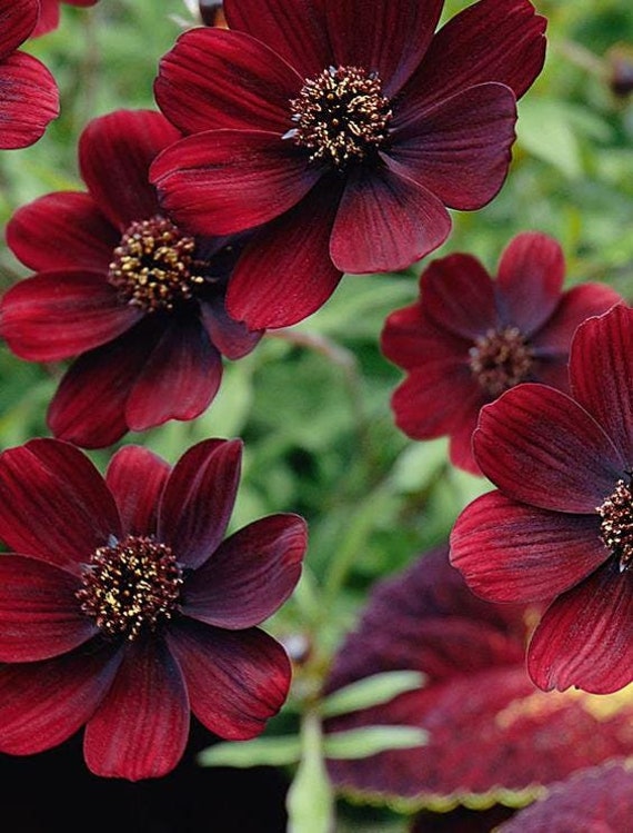 Cosmos atrosanguineus Flower Seeds for Planting – Black Magic Variety