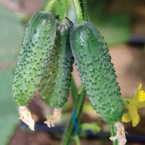 Cucumber Seeds Arctic F1 parthenocarpic Vegetable Seeds for Planting - Heirloom & Non-GMO Garden Seeds