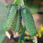Arctic F Cucumber Cucumis sativus seeds for garden planting