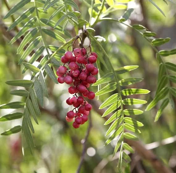 Schinus Molle Fruit Seeds for Planting - Ornamental Tree for Unique Fruits, heirloom & Non-GMO seeds