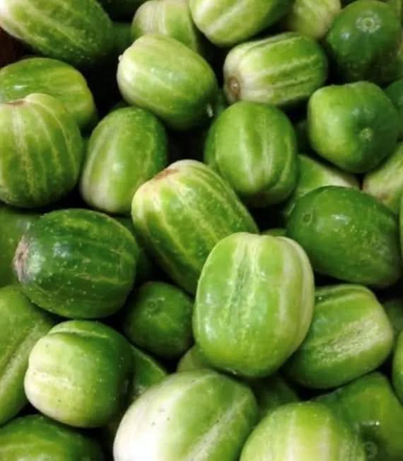 Richmond Green Cucumber Cucumis sativus seeds for home garden planting
