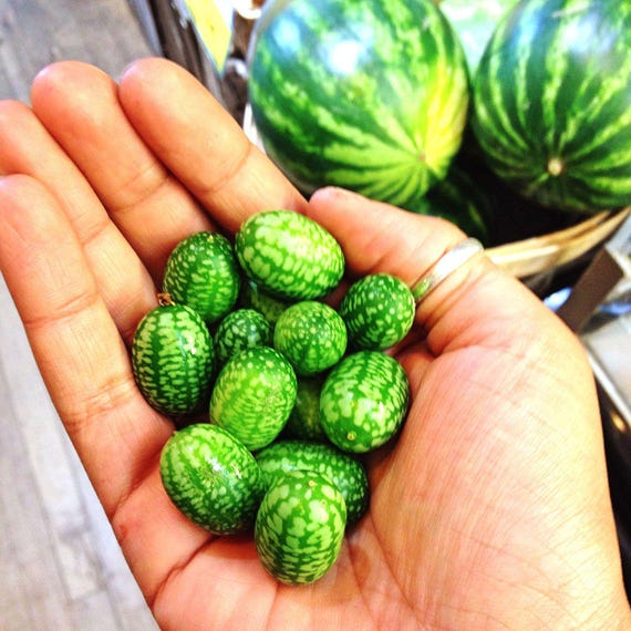 Mini Watermelon Citrullus lanatus for planting in vegetable patch