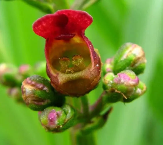 Burgundy Late Figwort Seeds – Deep-Hued Blooms with Long-Lasting Foliage Interest