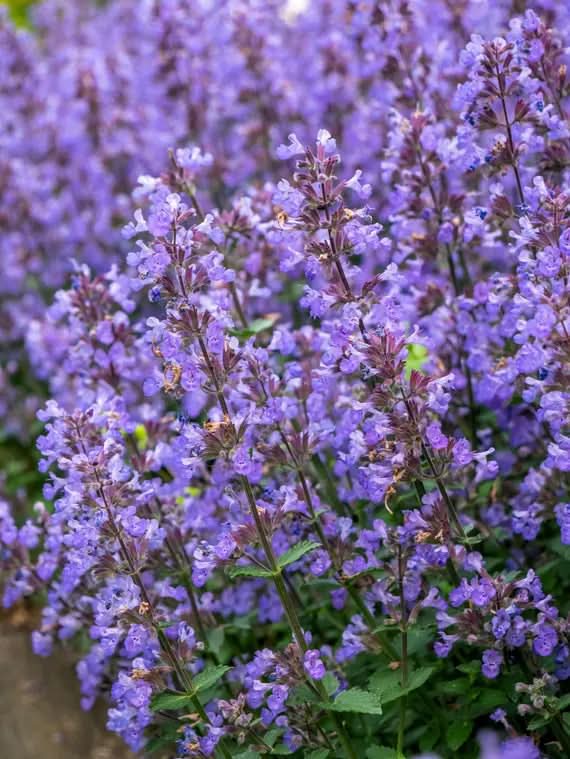 Persian Catmint (Nepeta mussinii) Plant Seeds for Herbal Use and Garden Growth Scientific Name Placeholder for planting in home garden
