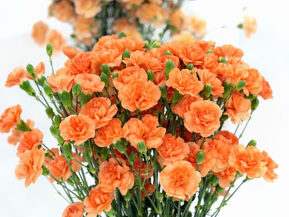 Orange Carnation Dianthus caryophyllus Seeds for Planting in Flower Bed & Garden