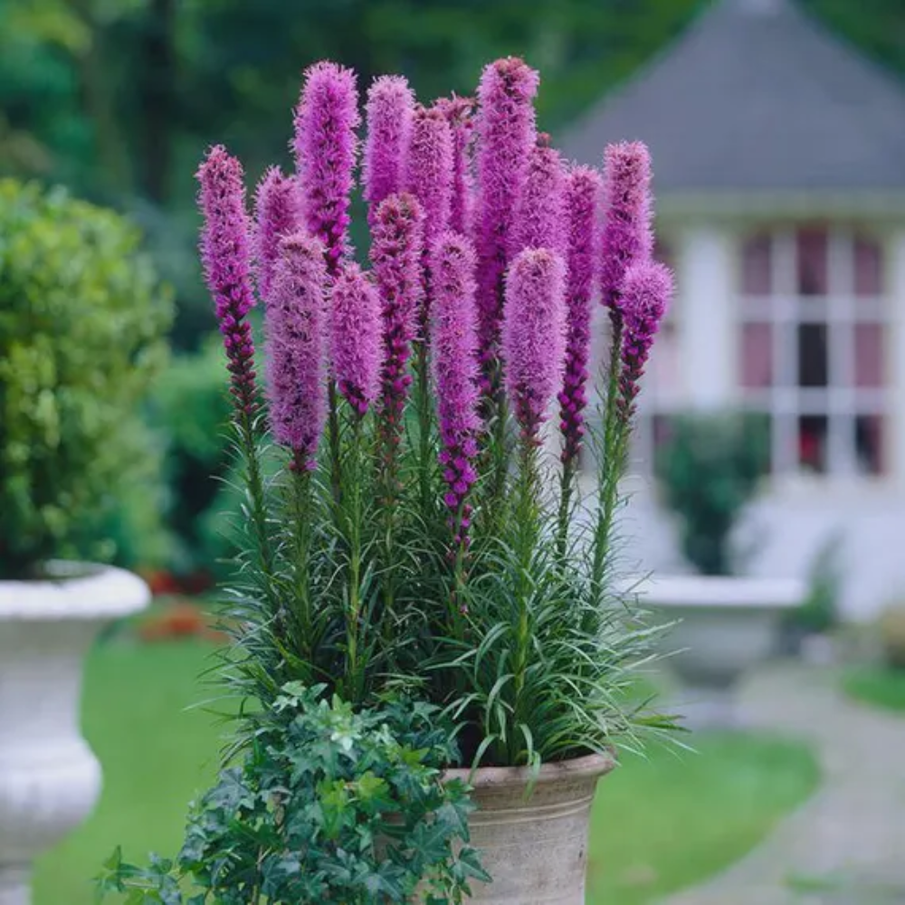 Organic Pink Blazing Stars Flower Seeds for Planting – Heirloom, Non-GMO