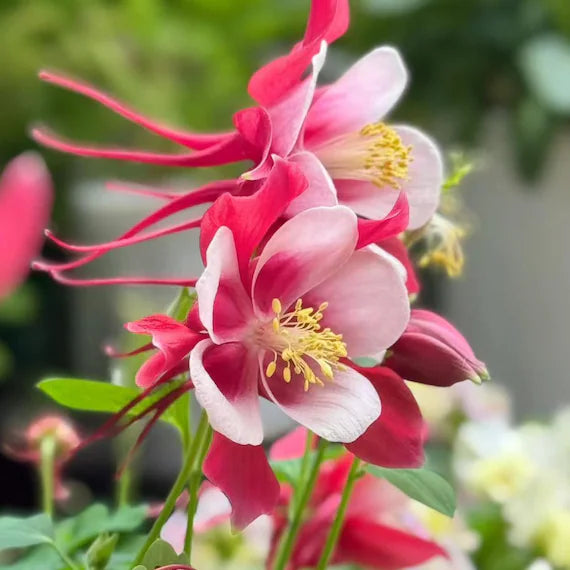 Red Aquilegia Hardy Perennial Red Flowering Seeds For Planting