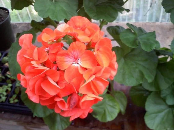 Light Orange Geranium Heirloom Non-GMO Seeds for Planting