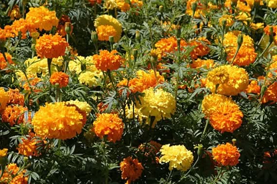Crackerjack Mix Marigold Seeds African Tagetes Flower Seeds