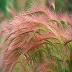 Foxtail Millet Red Jewel Ornamental plant seeds- NON GMO Seeds Dhara Seeds