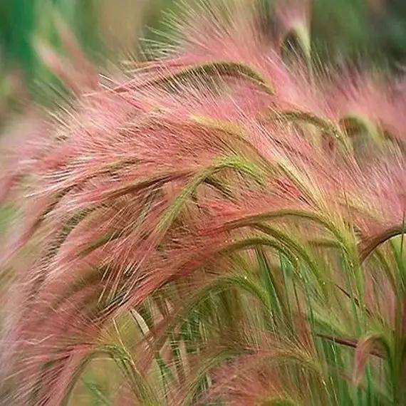 Foxtail Millet Red Jewel Ornamental plant seeds- NON GMO Seeds Dhara Seeds