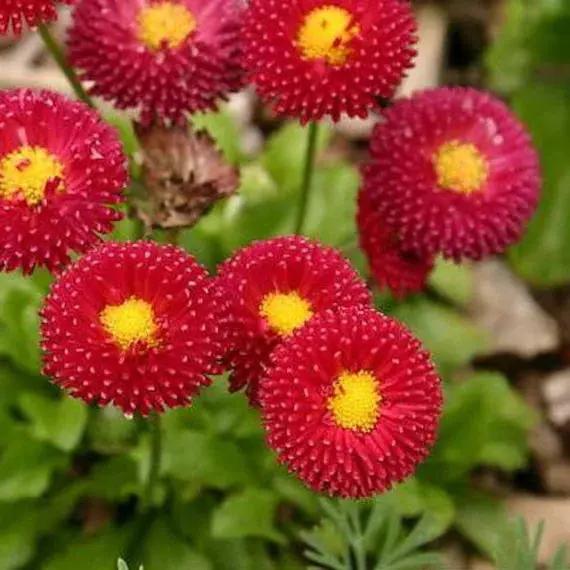 Red Bellis Flower Seeds for Planting - NON GMO Seeds Dhara Seeds