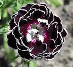 Dianthus Chianti Clove Flower Seeds for Planting - NON GMO Seeds Dhara Seeds