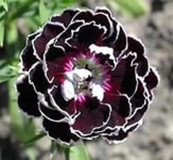 Dianthus Chianti Clove Flower Seeds for Planting - NON GMO Seeds Dhara Seeds