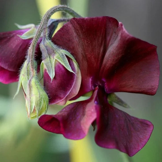 Sweet Pea Seeds - Royal Maroon