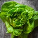 Lettuce Seeds (Organic) - Buttercrunch