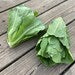 Lettuce Seeds - Paris White Cos